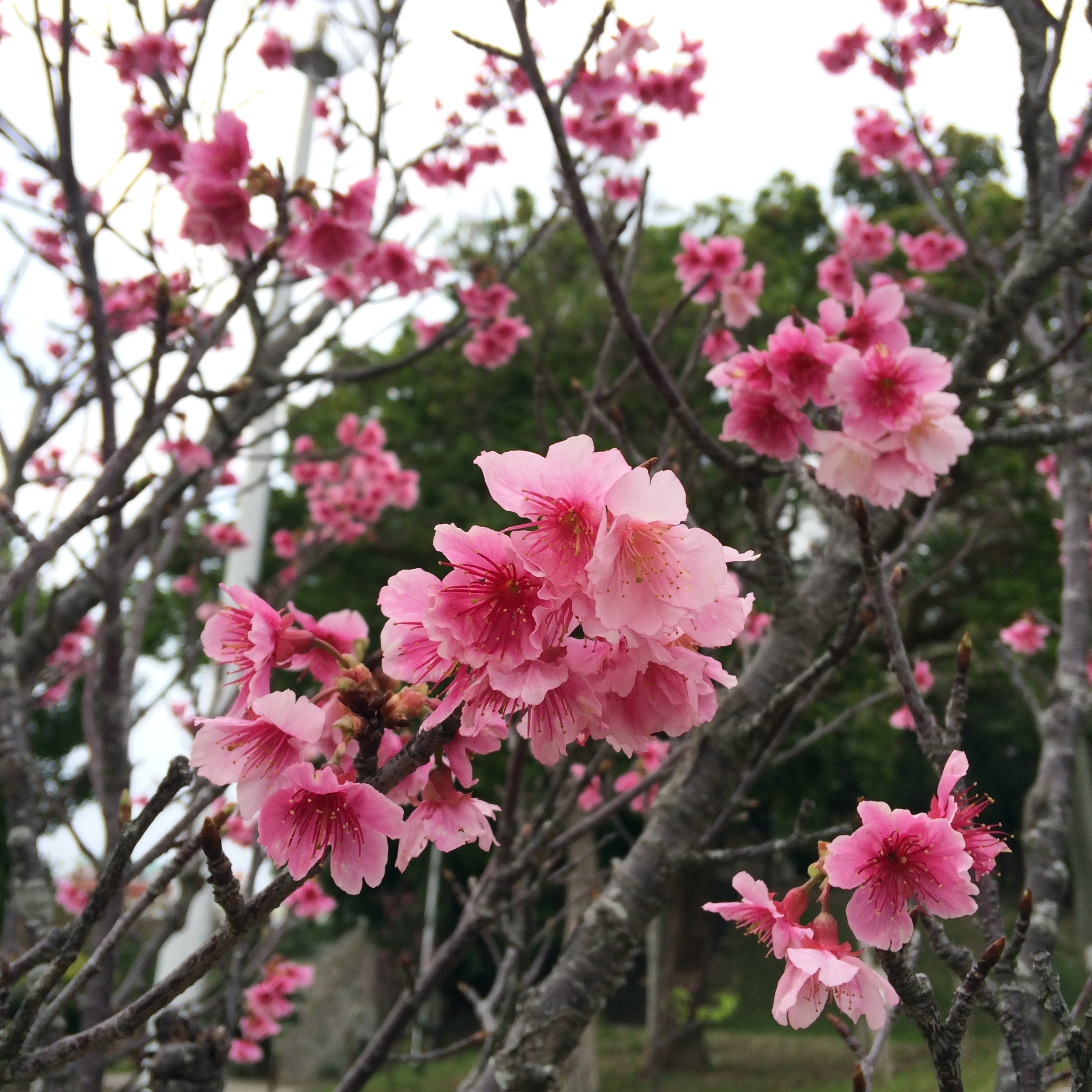 サクラ　沖縄